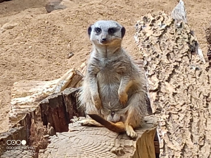 mirkat