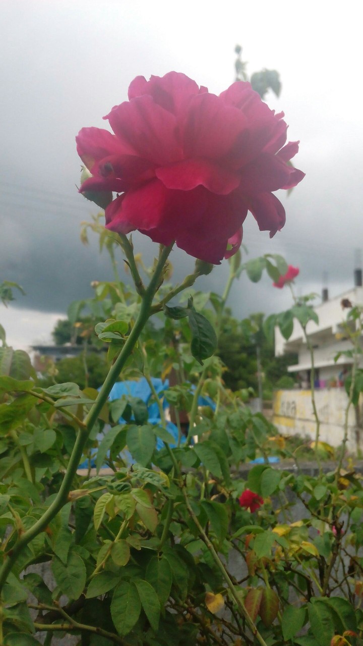 For u dear