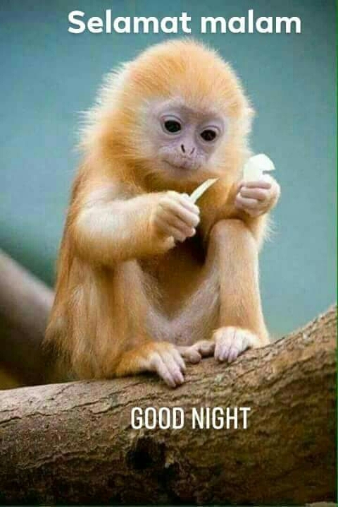 Good night