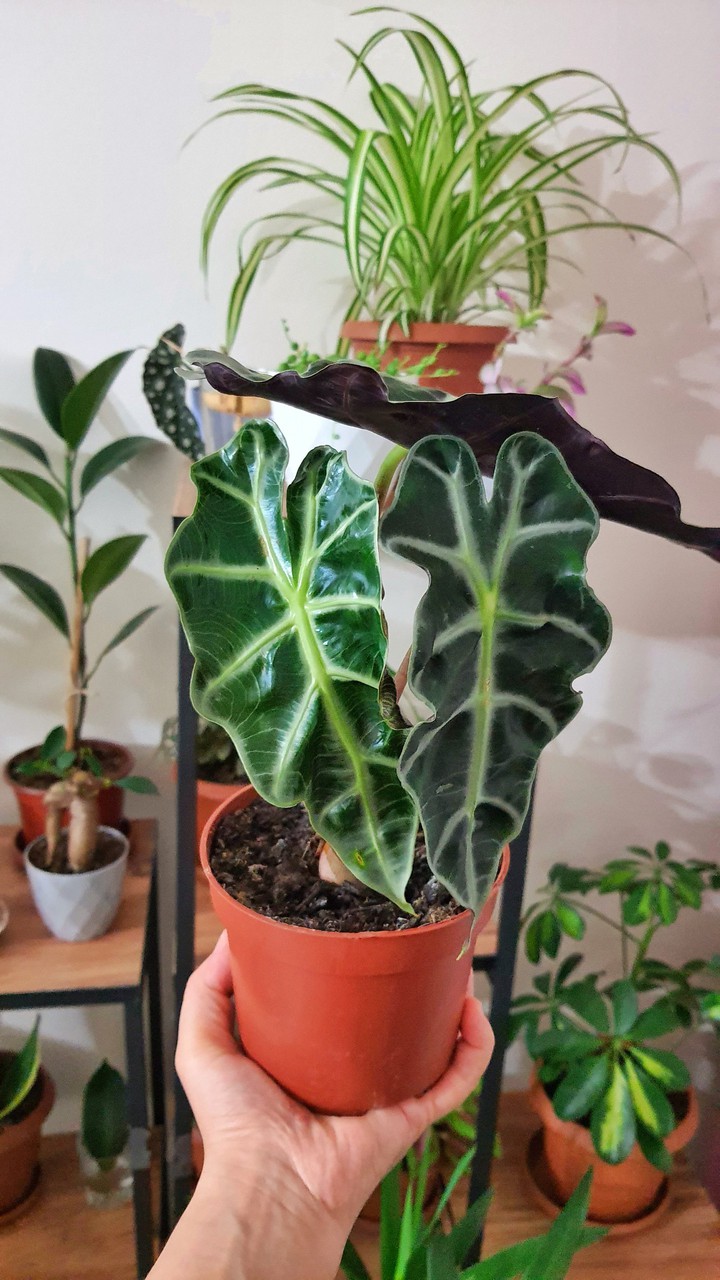alocasia poly