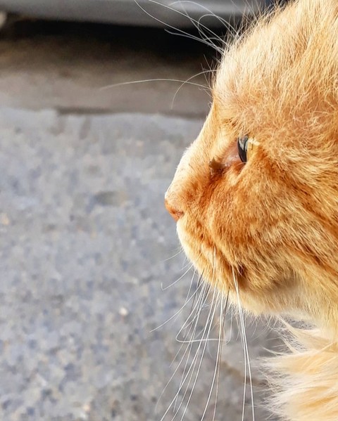 staring