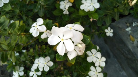 Flowers