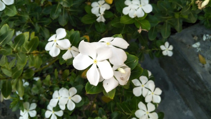 Flowers