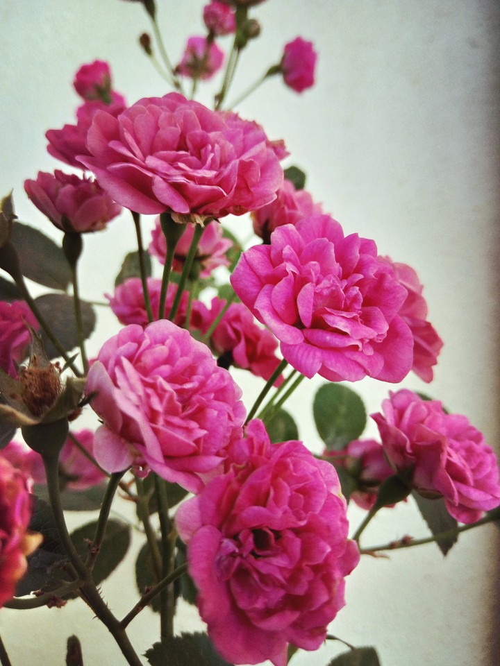 roses