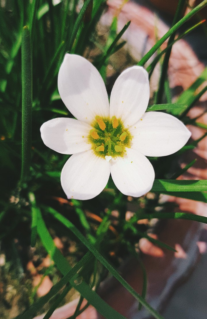 flower