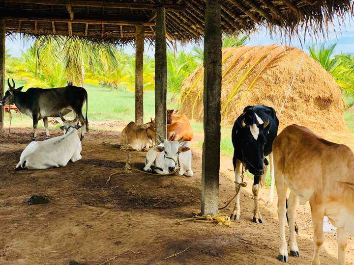 villagerss