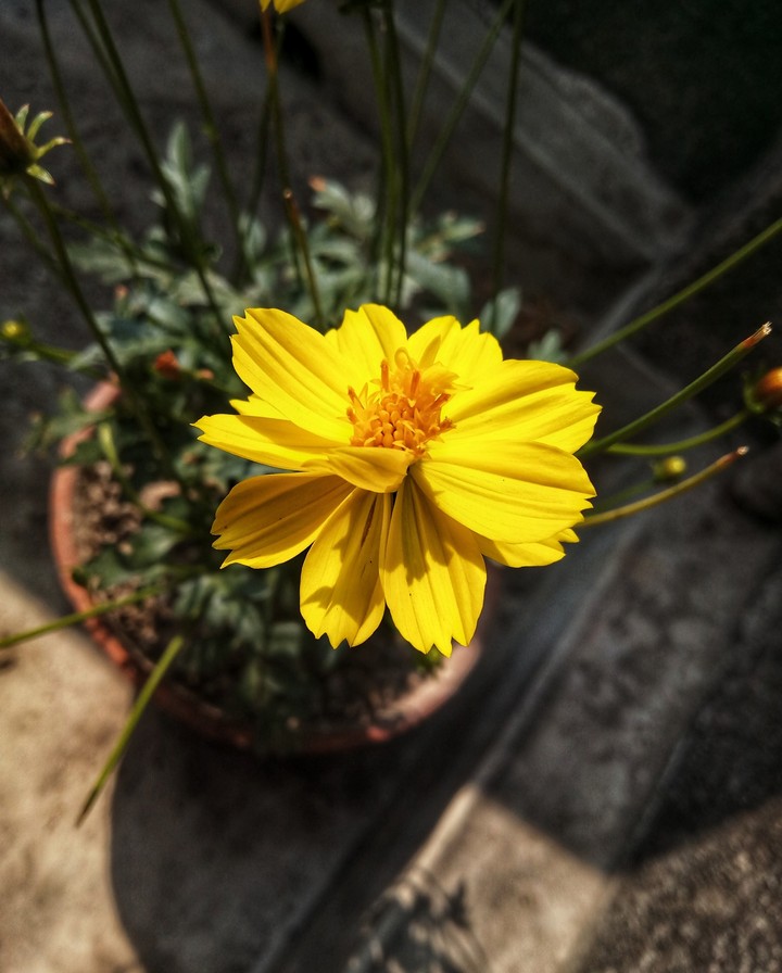 #yellow flower