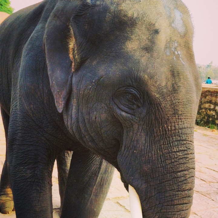 Elephant's memory