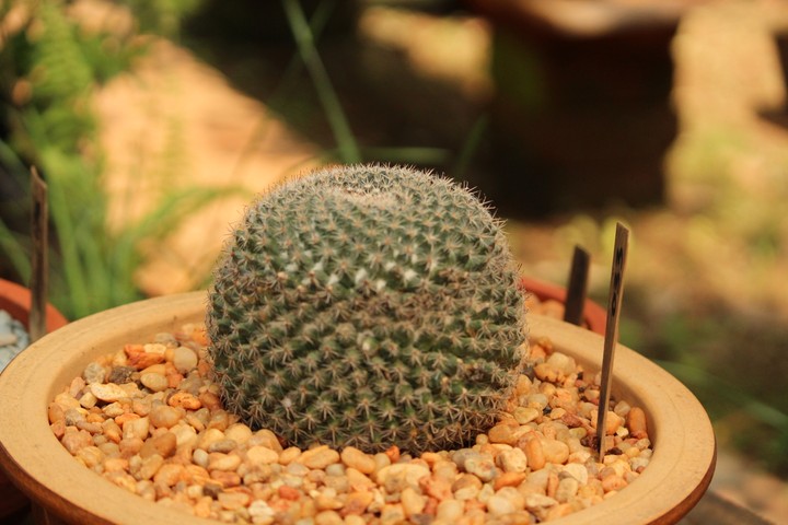 A Cactus Globe