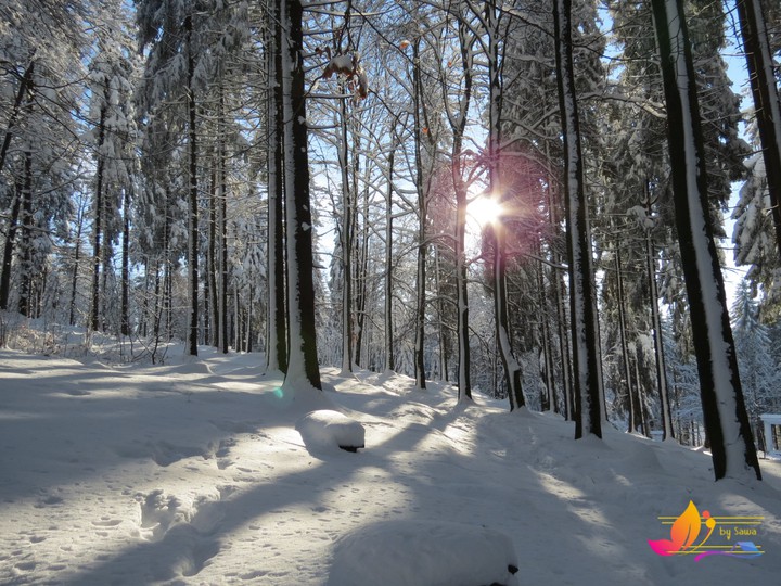forest in winter