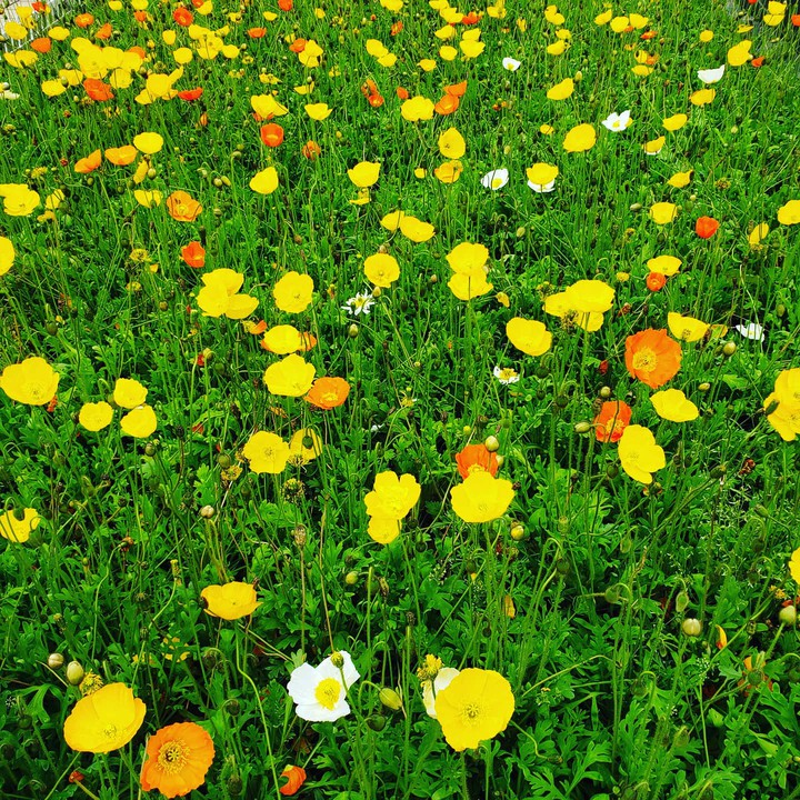 flowers Ningbo 2