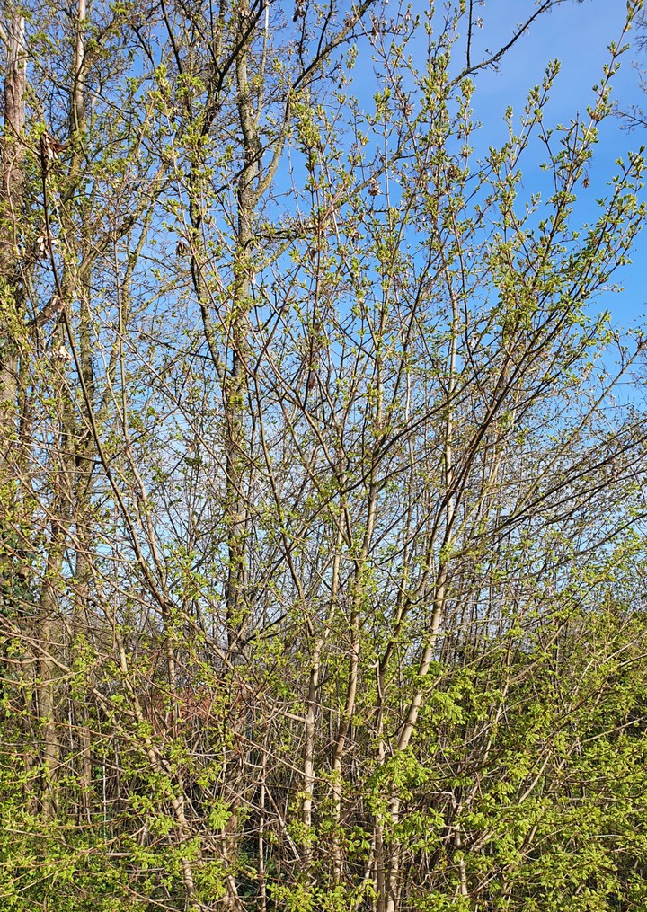 Frühling