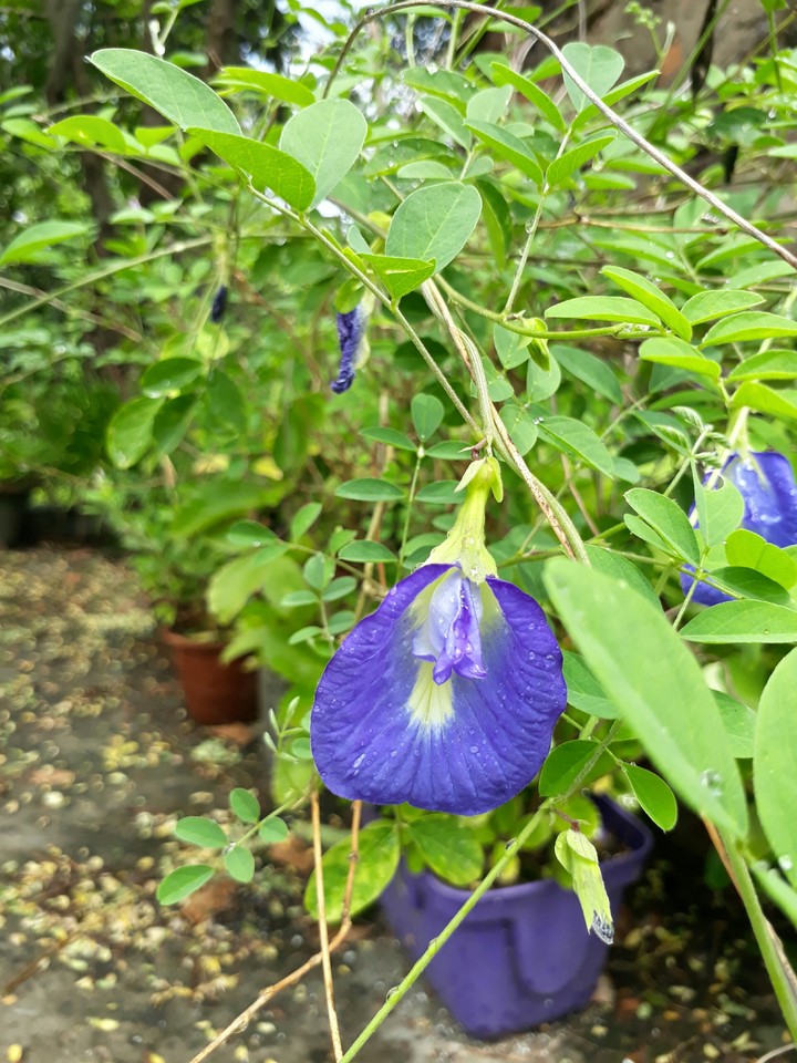 Bluish Nature