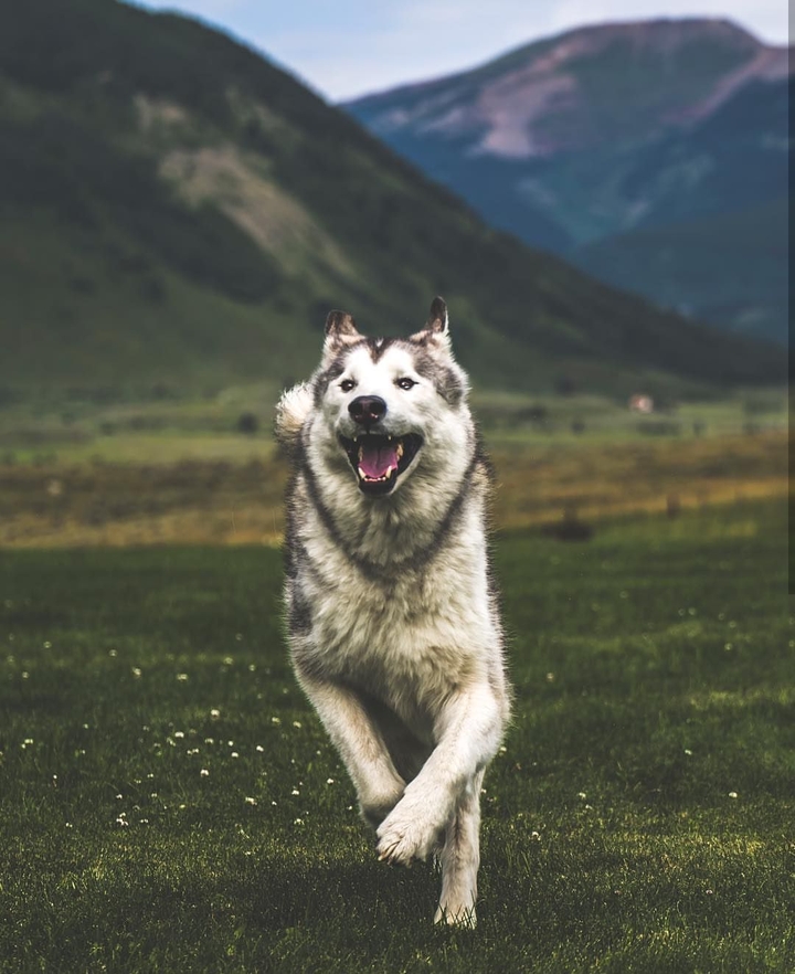 Husky Wolfdog