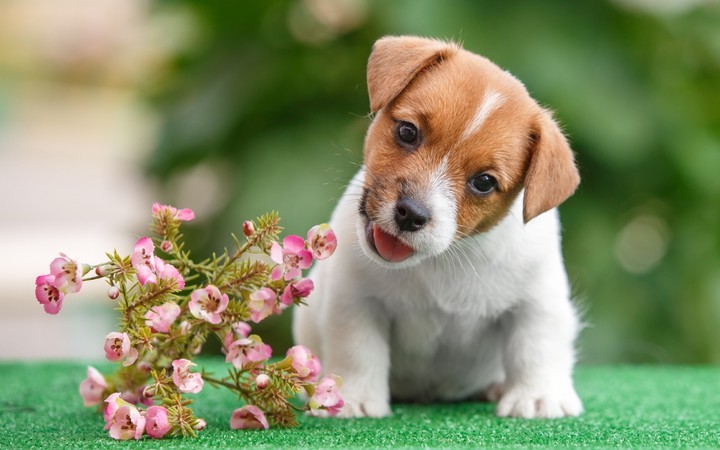 baby dog