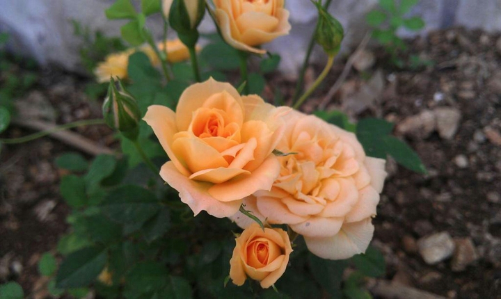 lovely roses