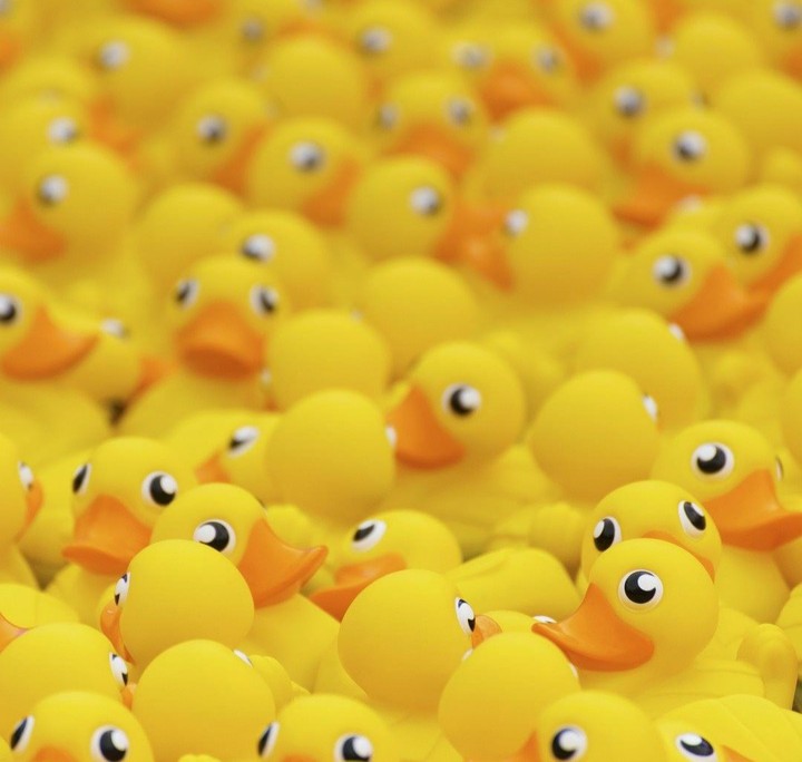 lindos patitos