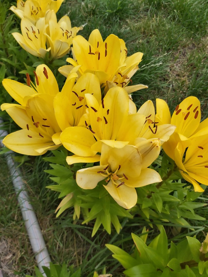 #yellow#lilac