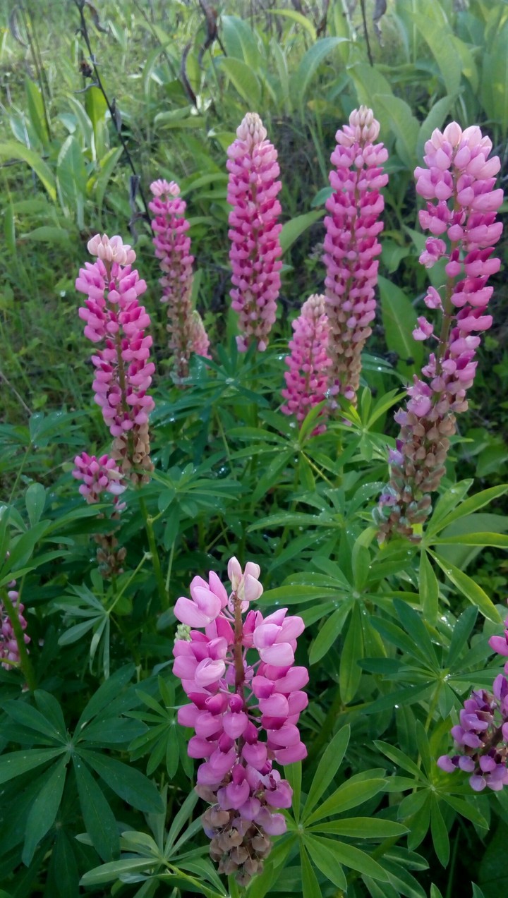 Lupin