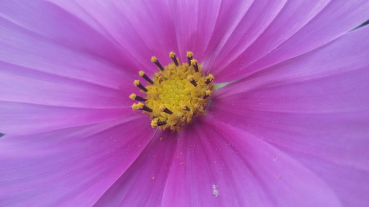Flower...Cuteee