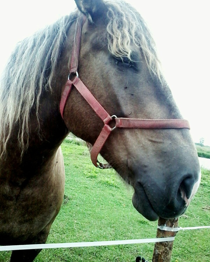 horse