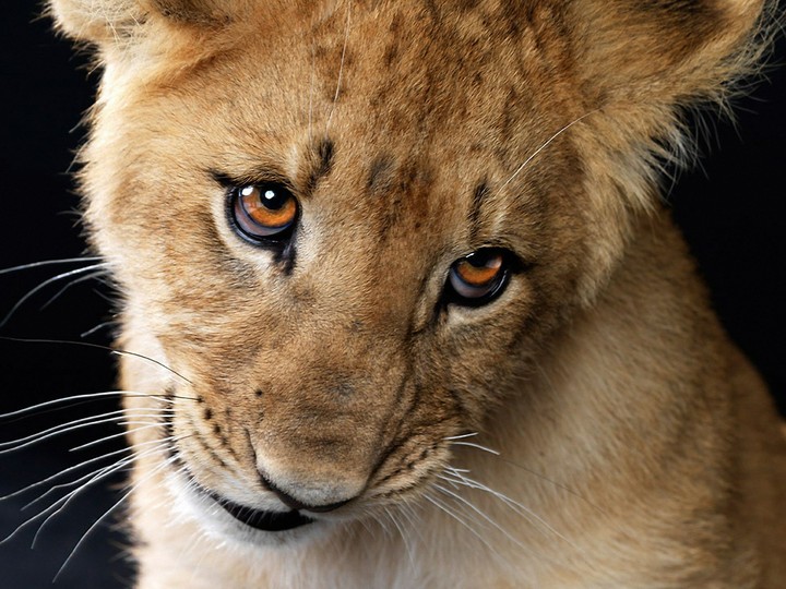 lion