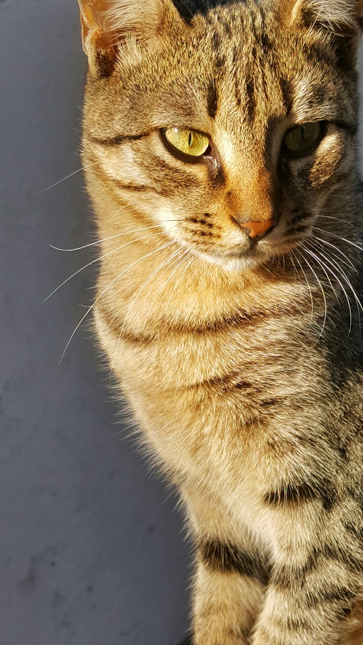 Kitty