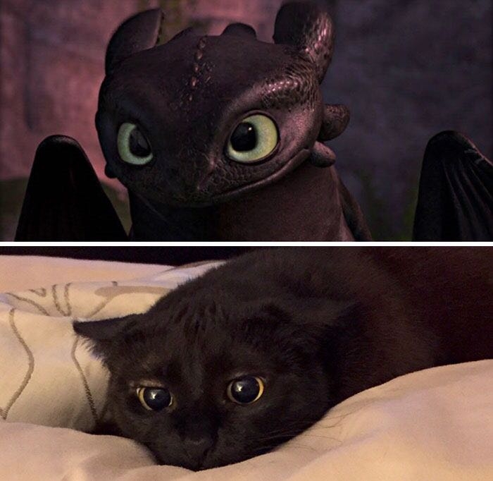 toothles/cat
