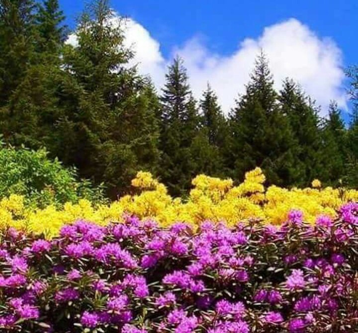 Turkey / Giresun