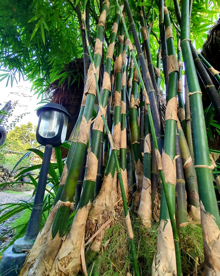 Bamboos