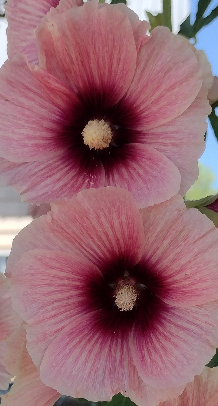 Pretty in Pink