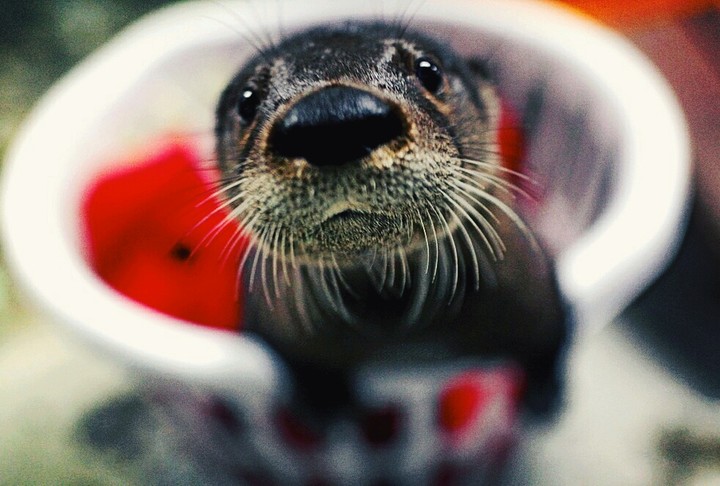 otter