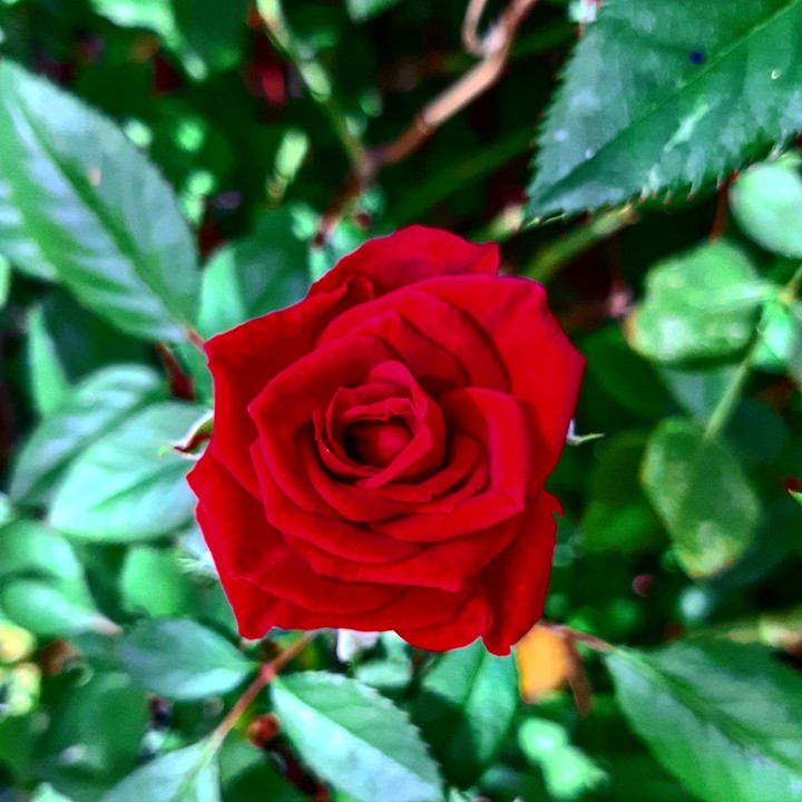 roses are red...