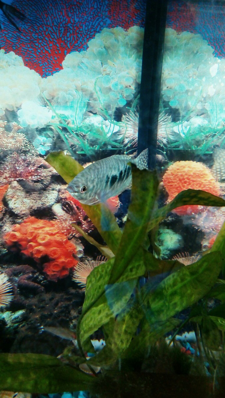 fish