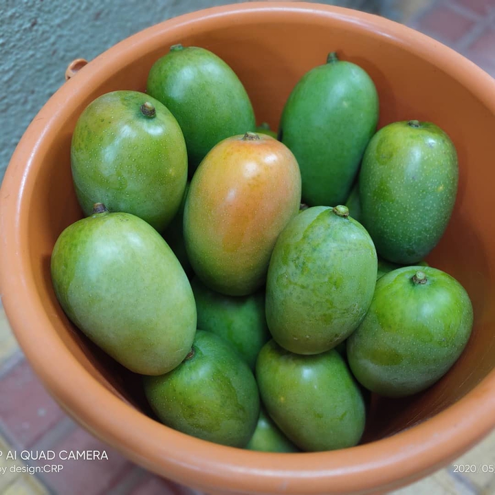 Mango Indian fruit