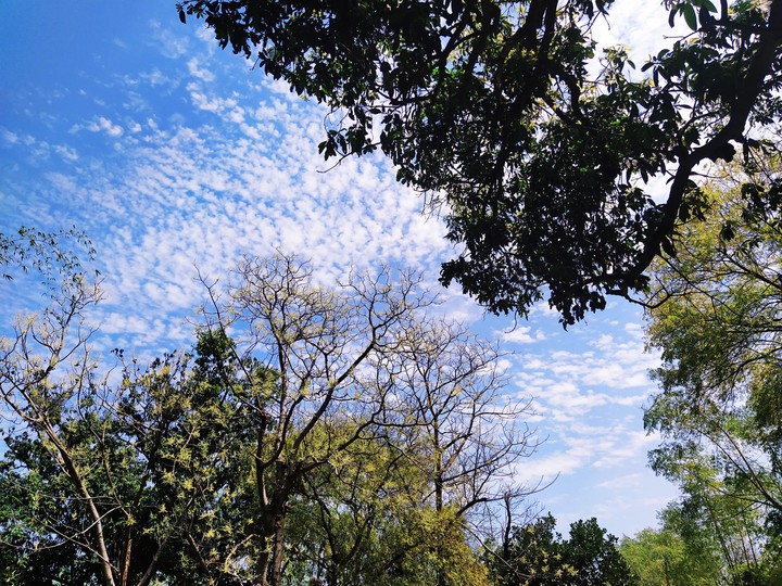 Nature cloud