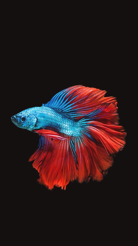 fish