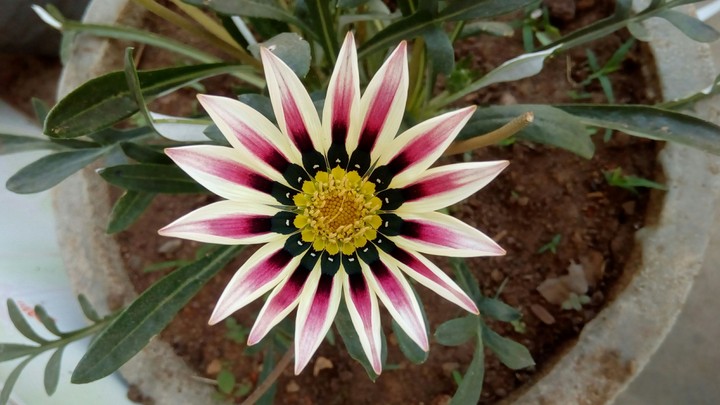 3d flower