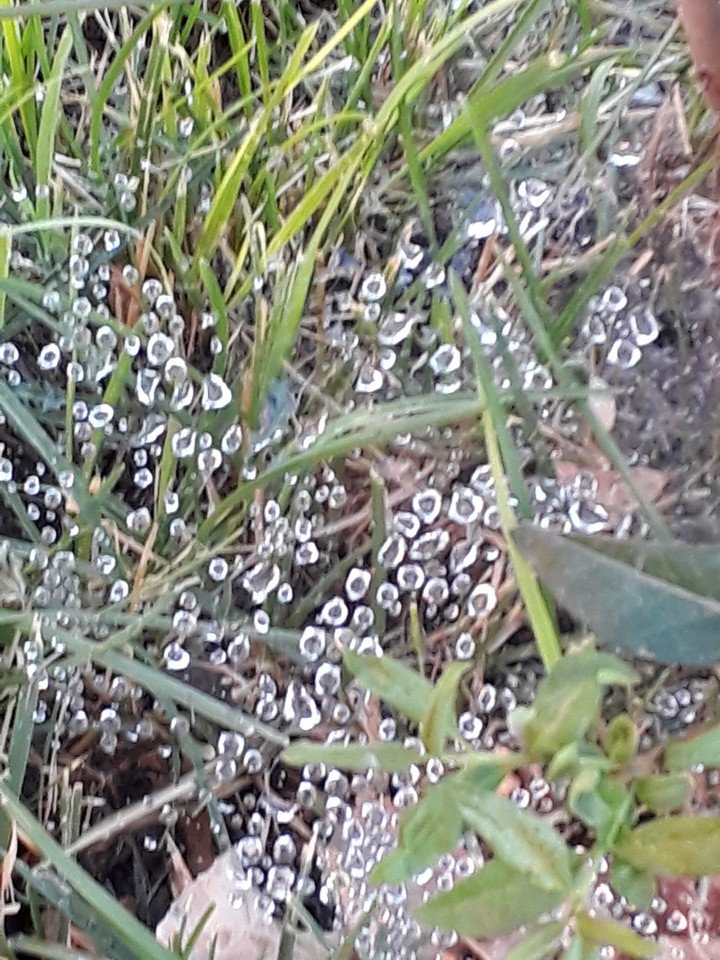 капельки воды на паутине