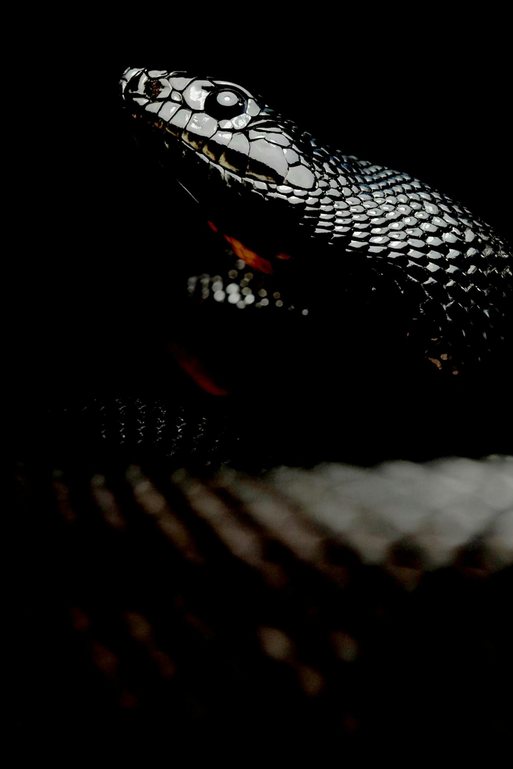 snake