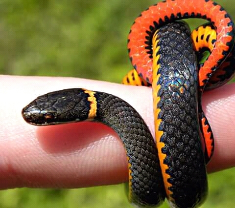 dangerous