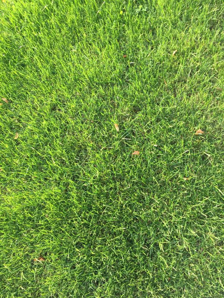 grass