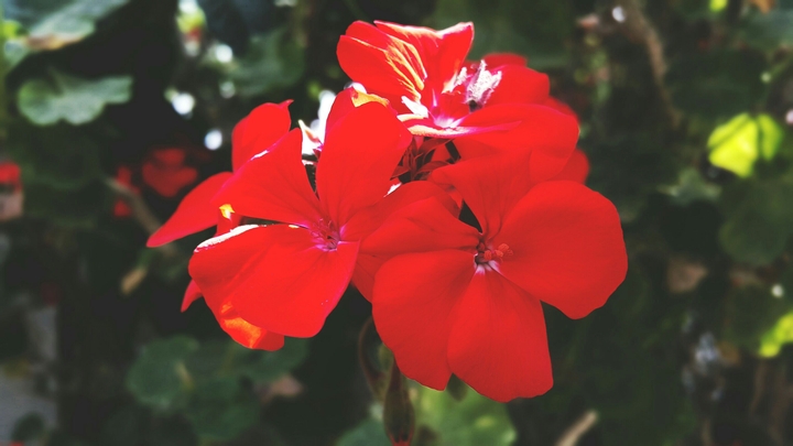 Red roze