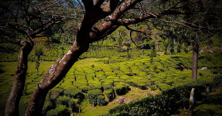 tea garden