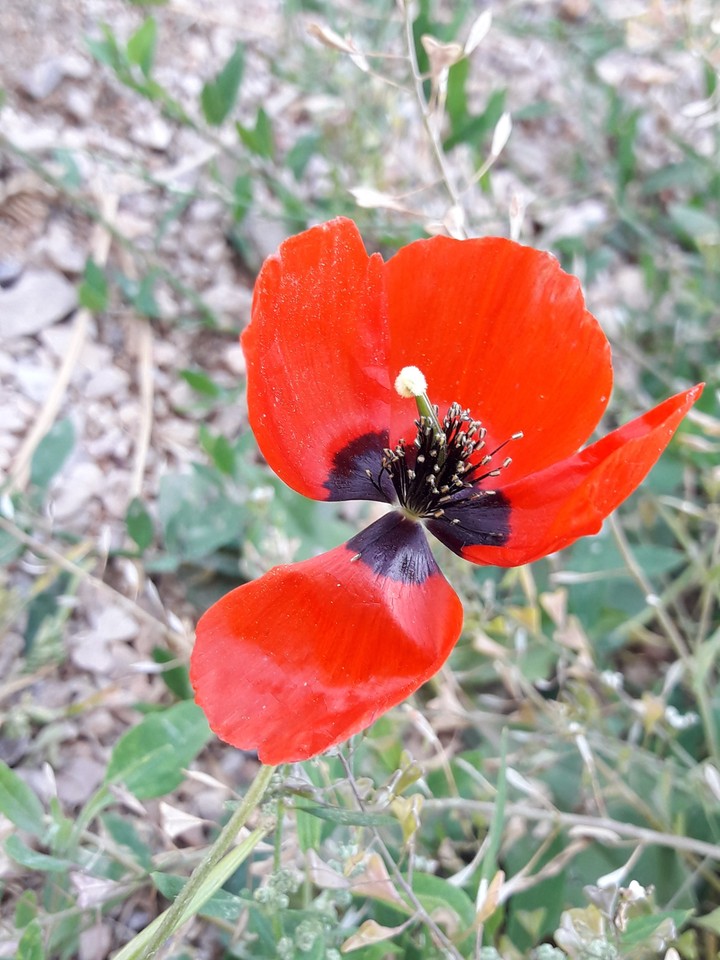 داغی به سینه....