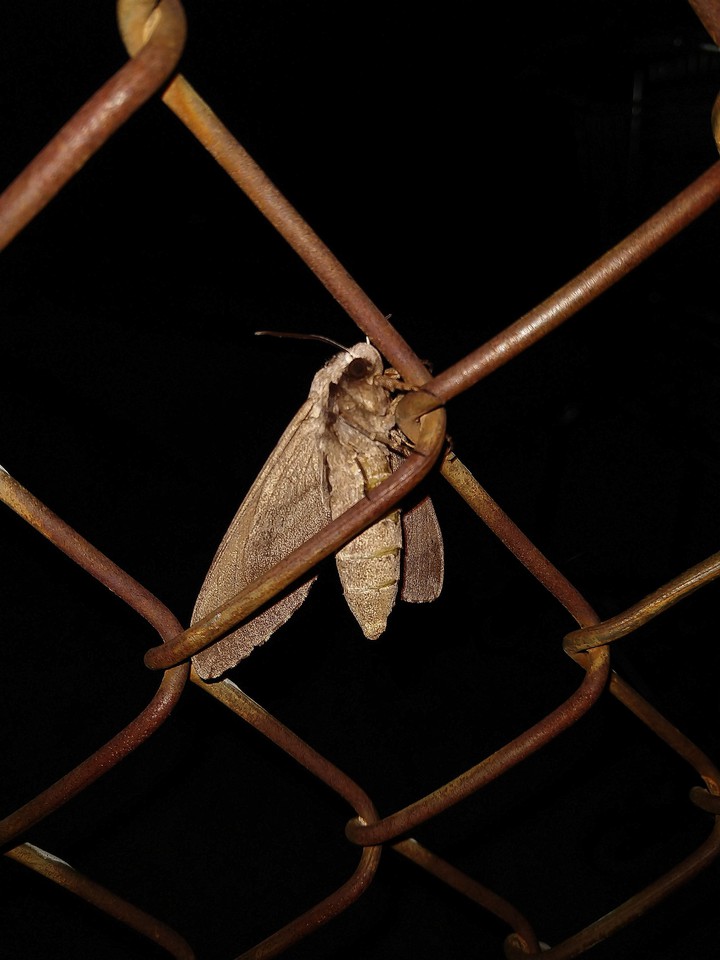 Moth on the Fence as day breaks.