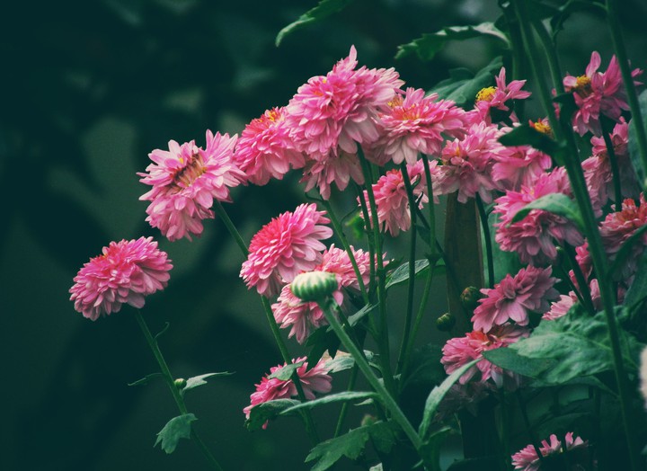 Chrysanthemum