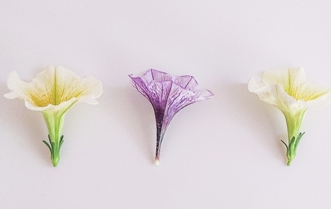 wallpaper morningglories, pedicel