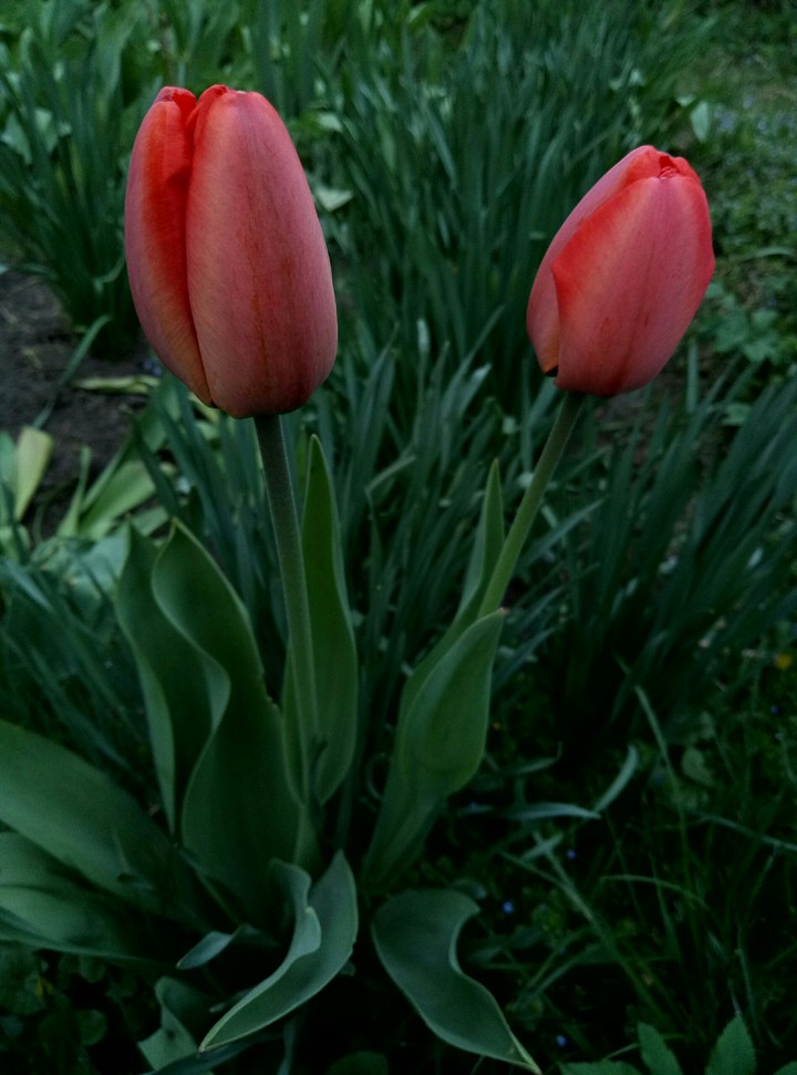 Tulips