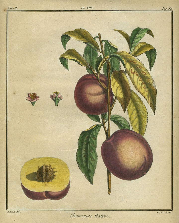 Plum